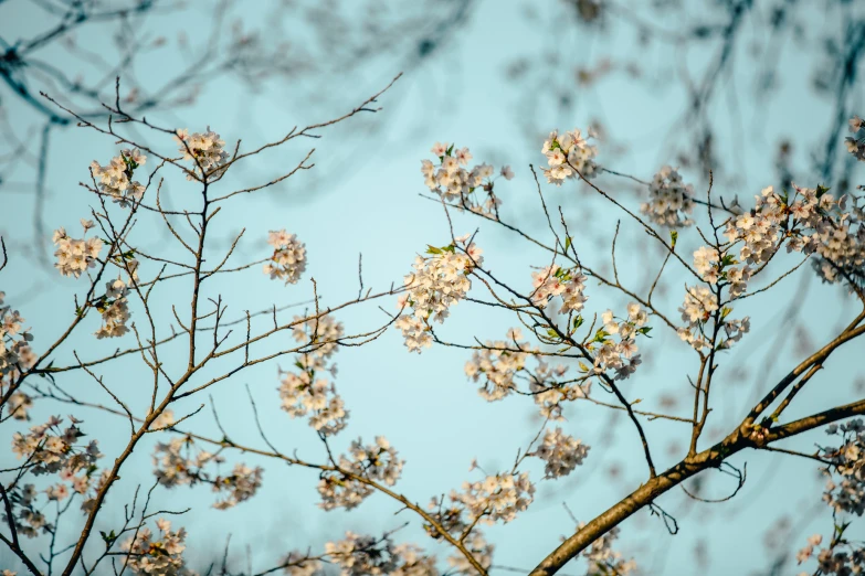 some white flowers and nches are close together