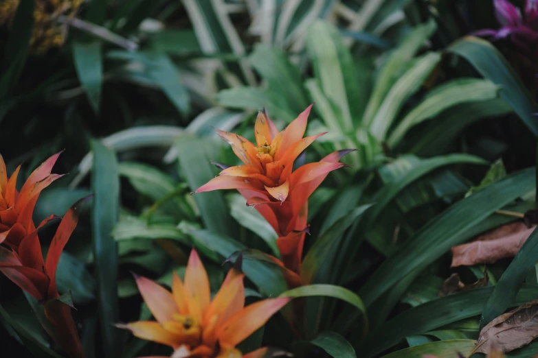 orange flowers and green leaves around by some water