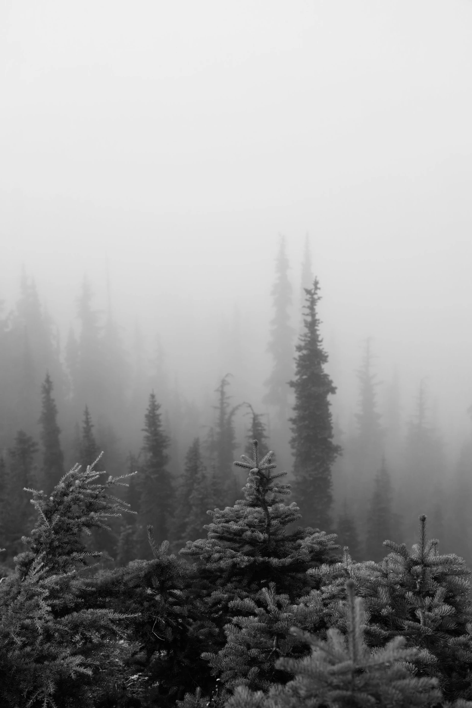 foggy forest with pine trees and tall pines