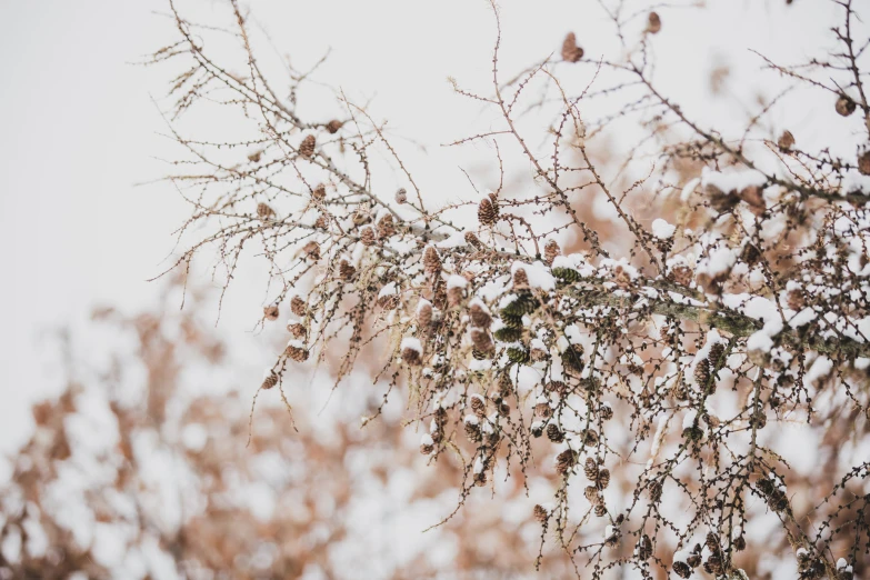 a tree filled with lots of leaves in front of a white sky