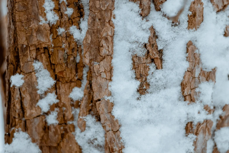 a tree trunk is covered in snow and ice