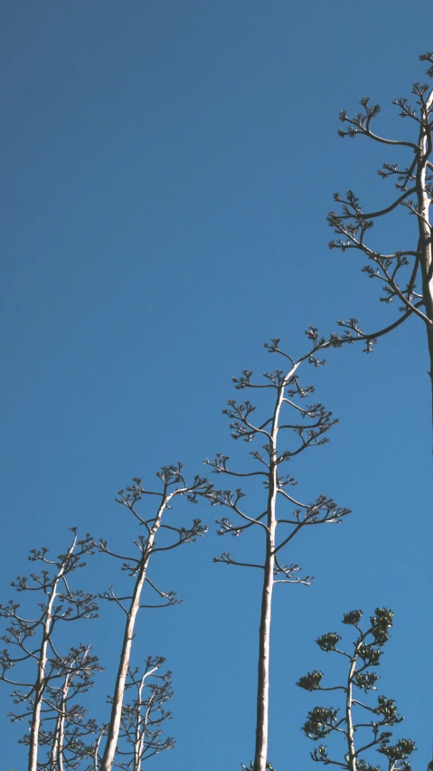 a flock of birds flying past tall trees