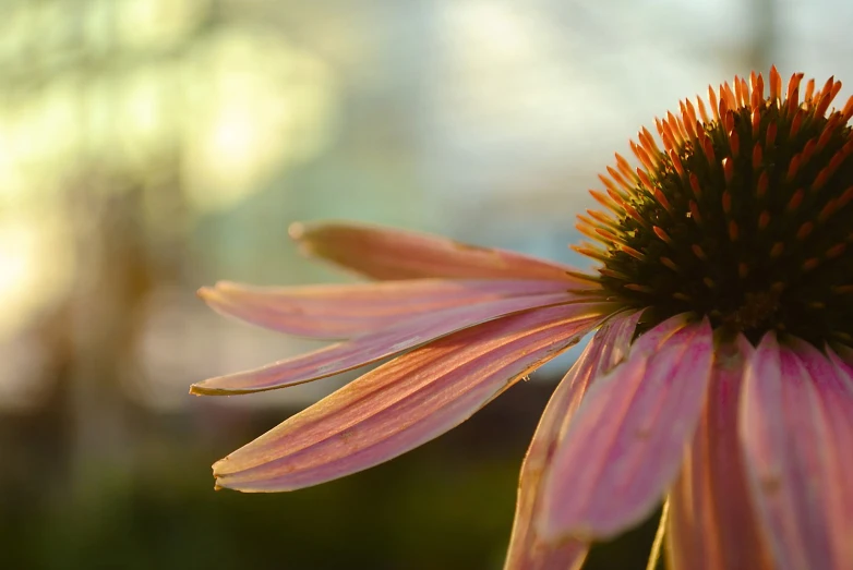 the top end of a pink flower that looks like soing