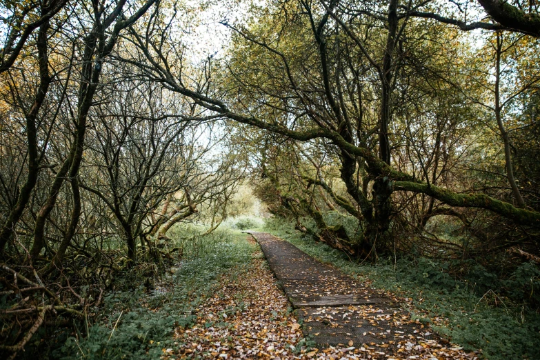 an old path surrounded by trees with leaves and fallen leaves