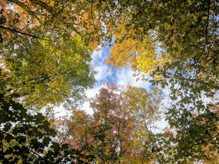 trees with leaves and sky in the background