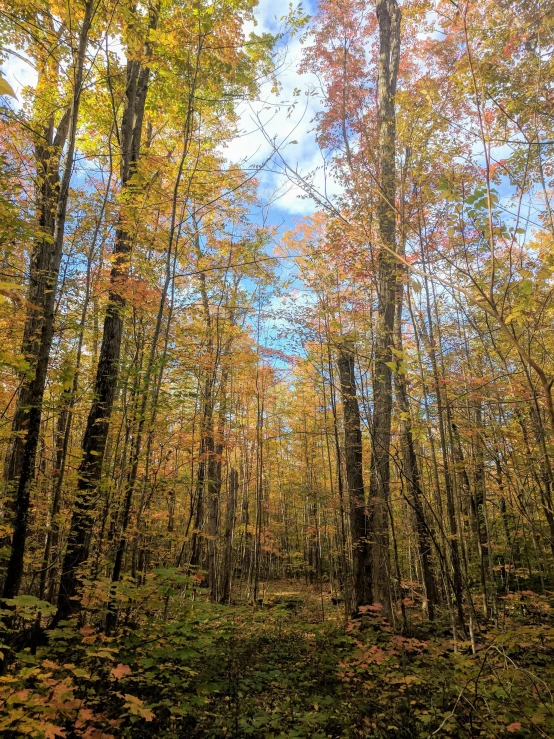 trees with orange and yellow leaves are in a forest