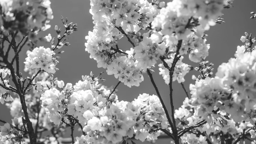 black and white pograph of a blooming tree