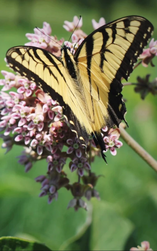 a yellow and black erfly sitting on a purple flower