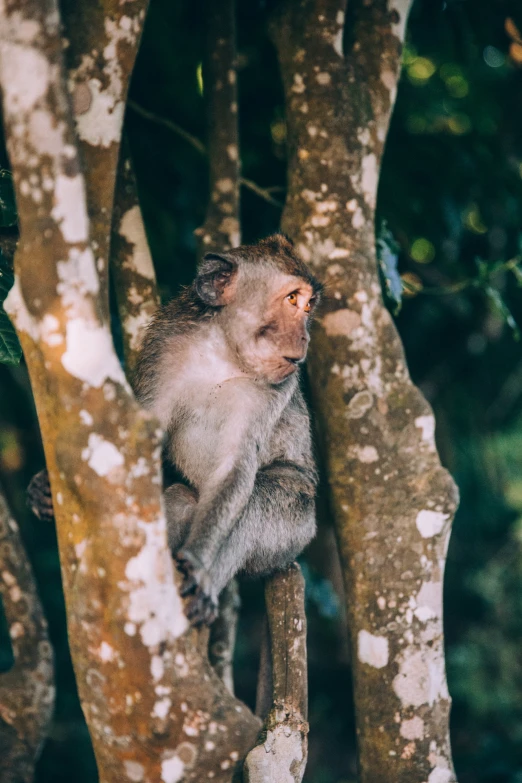 a small monkey climbing up the tree limb