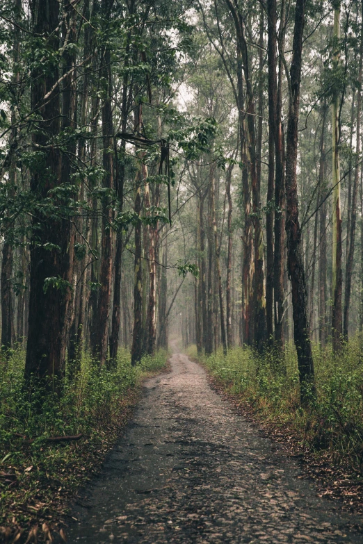 a dirt path is next to some trees