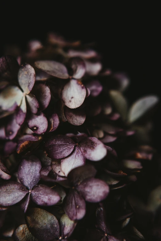 close up of leaves on black background