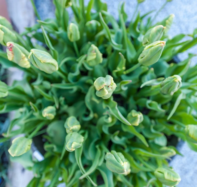 a green plant with green flowers that are all over