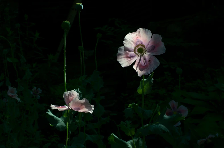 the pink flowers are growing on the plant