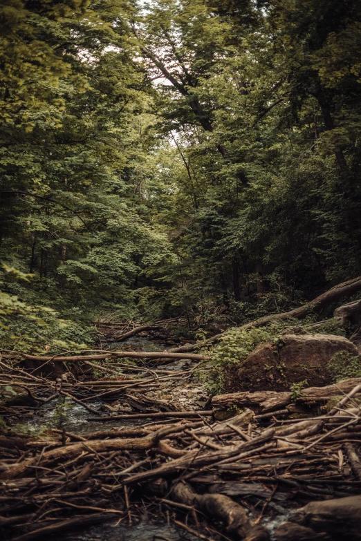 there is a wooden bench sitting among the trees