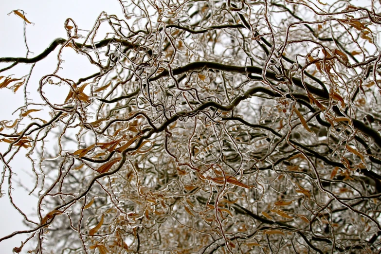 a lot of trees covered in ice and snow