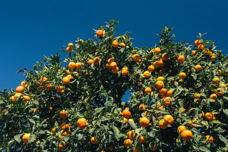 some orange trees with many oranges growing on them