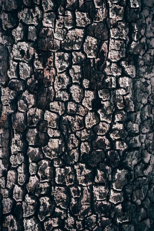 a dark texture of bark on a wall