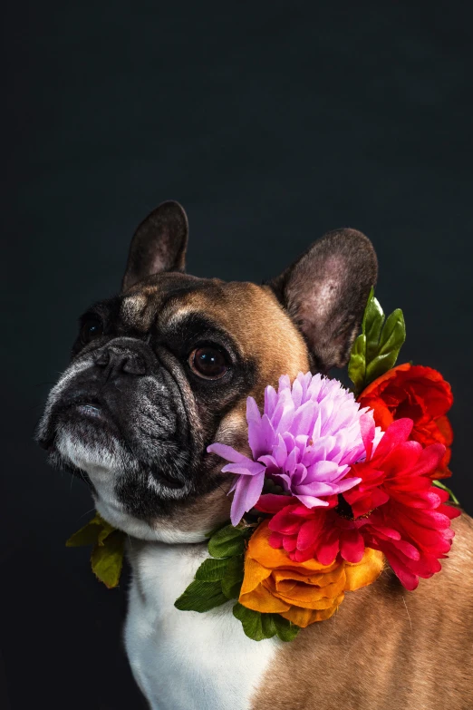 the dog is wearing flowers in his mouth