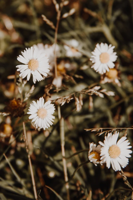 white flowers blooming on the ground with lots of stems