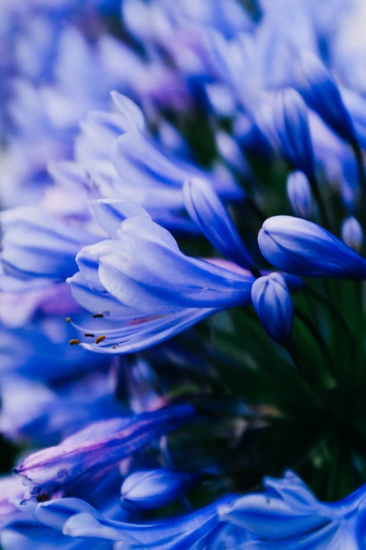 an image of a flower that is close up