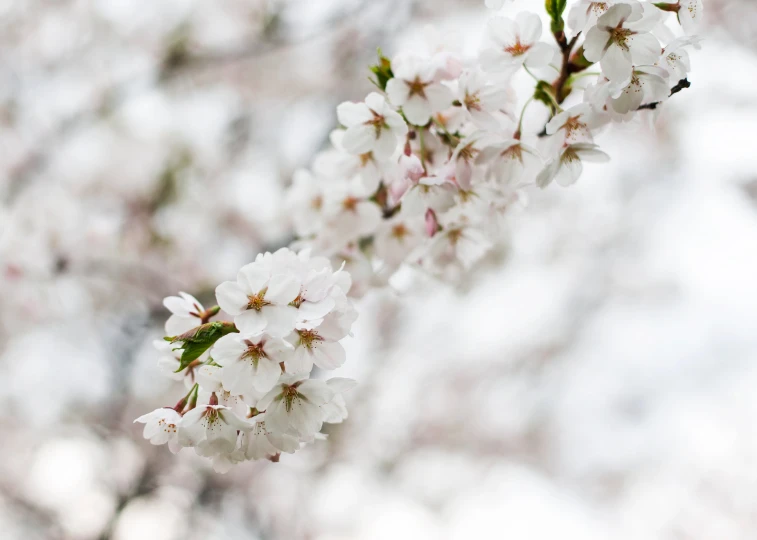 a nch of a tree with white flowers