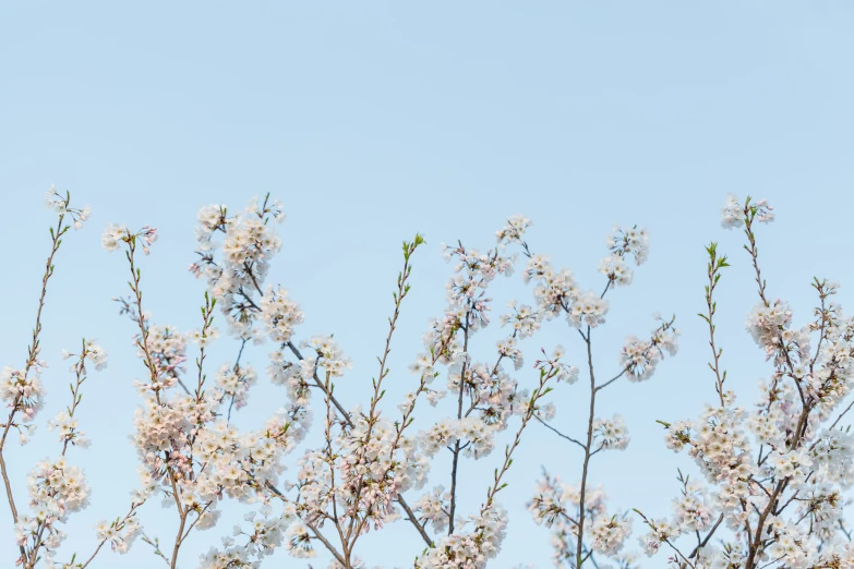 the nches of the trees with white flowers in bloom