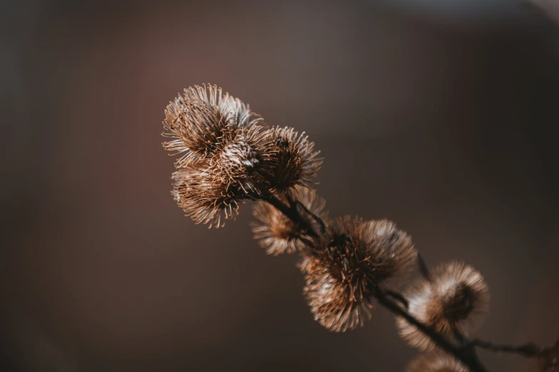 the stems and needles of a weed are visible in the po