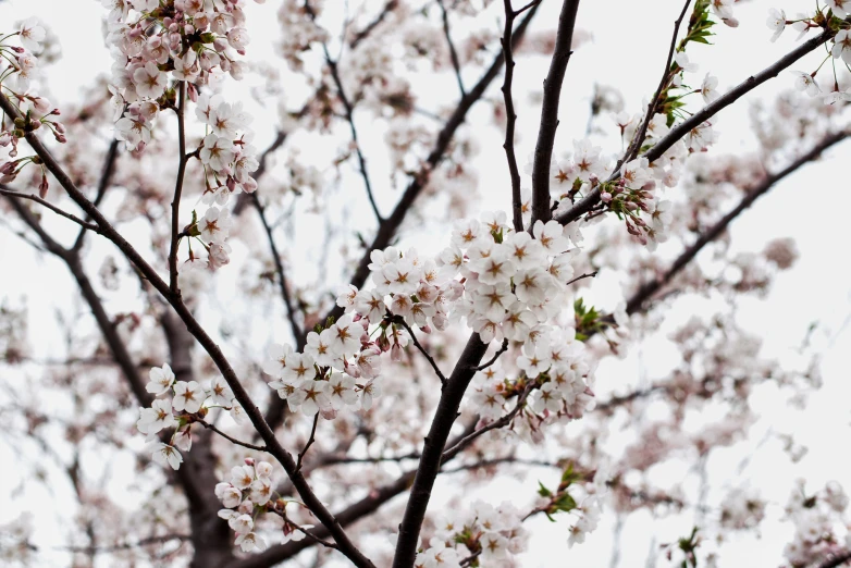 blossoming tree nches against a white sky