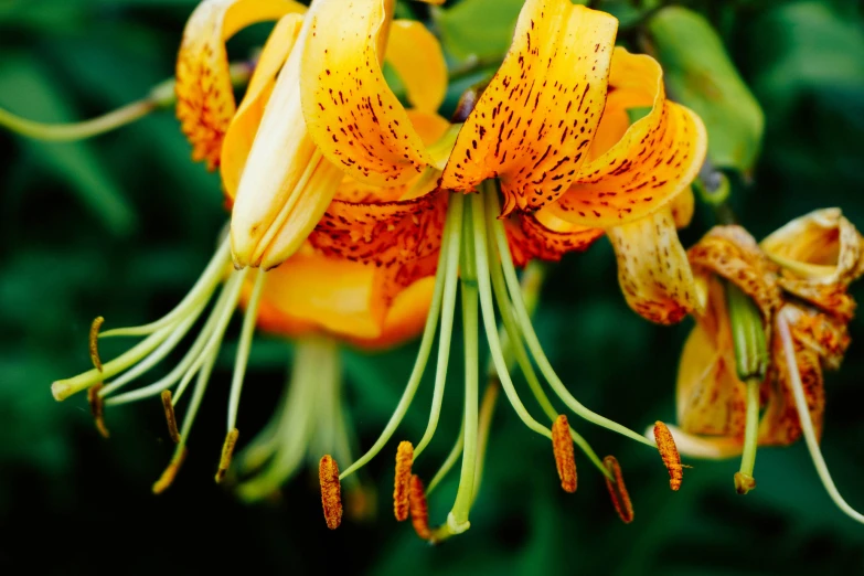 orange flowers blooming in the sun in the forest