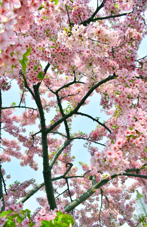 cherry blossoms, against a blue sky, can be seen everywhere