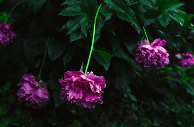 some pink flowers on a bush with green leaves