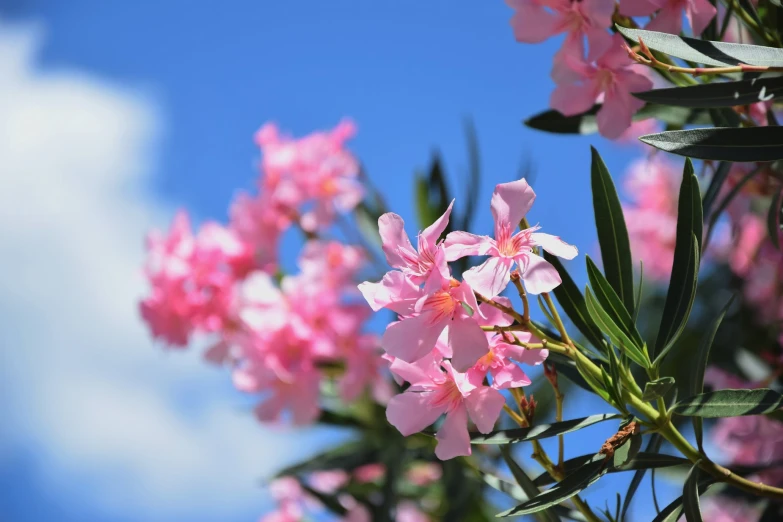 pink flowers are growing on a tree nch