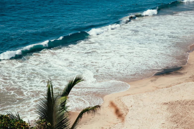 beach scene looking down on ocean with wave breaking, palm and surfers