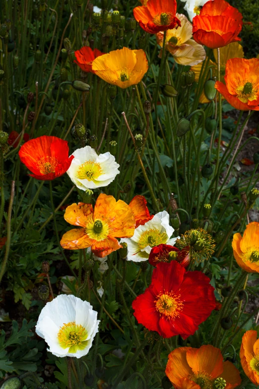 many different colored flowers in a green garden