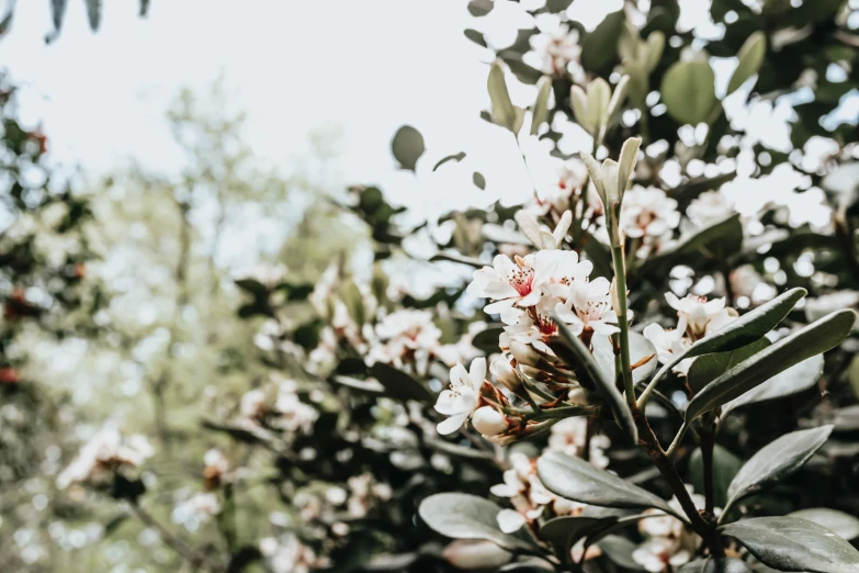 a group of white and pink flowers on a tree