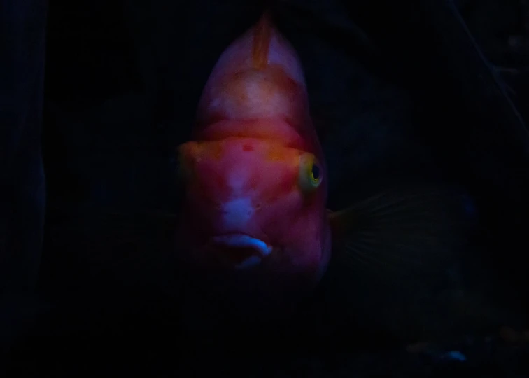 a fish with an oval black eye and yellow tips