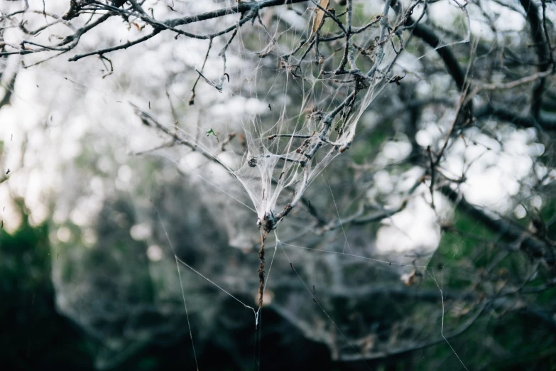 web hanging from a tree nch with light coming from the center