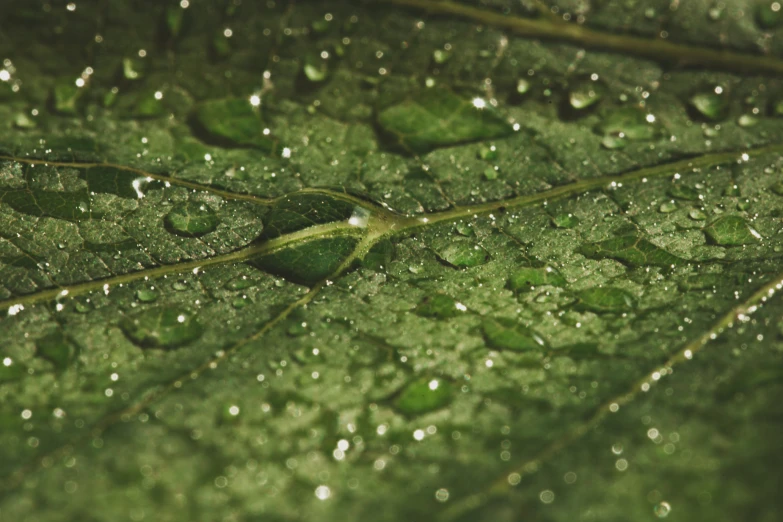 some water droplets on a green leaf during the day