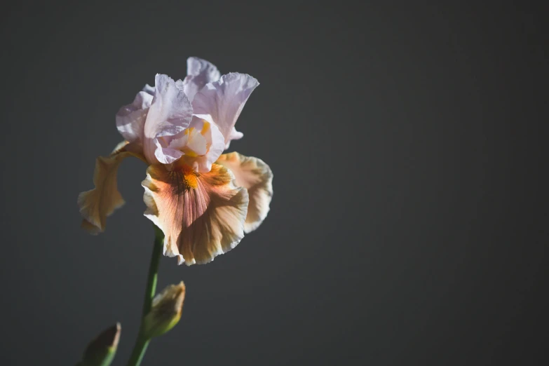 a single pink iris against a dark background