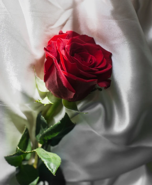 red rose lying down with white cloth and green leaves