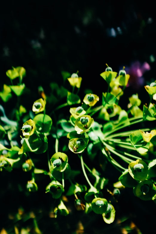 green leaves are growing next to each other