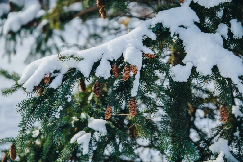 closeup of pine cones and needles on a pine tree in winter