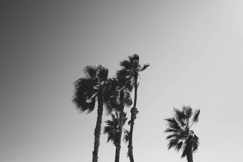 a few palm trees that are in the sky