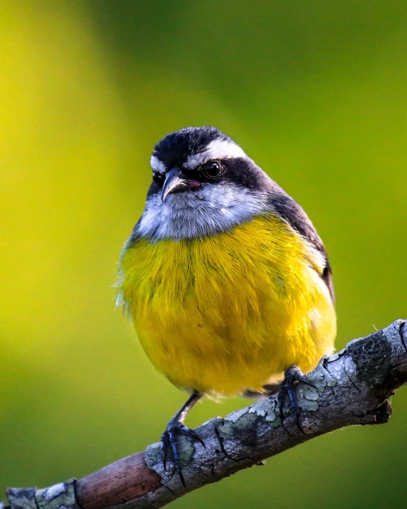 a yellow and grey bird sitting on a tree nch