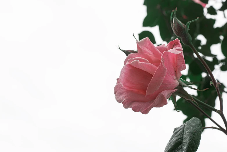 there is a pink rose flower that is blooming