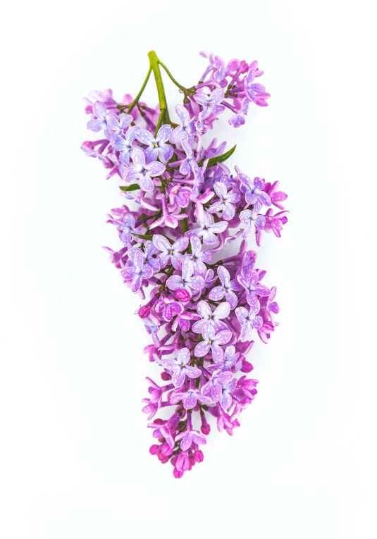 purple flower clusters are laid on a white background