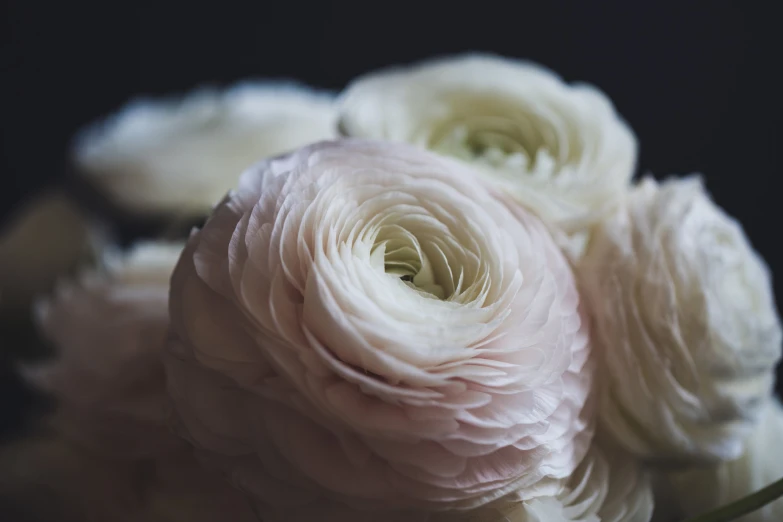 pink flowers are sitting next to each other