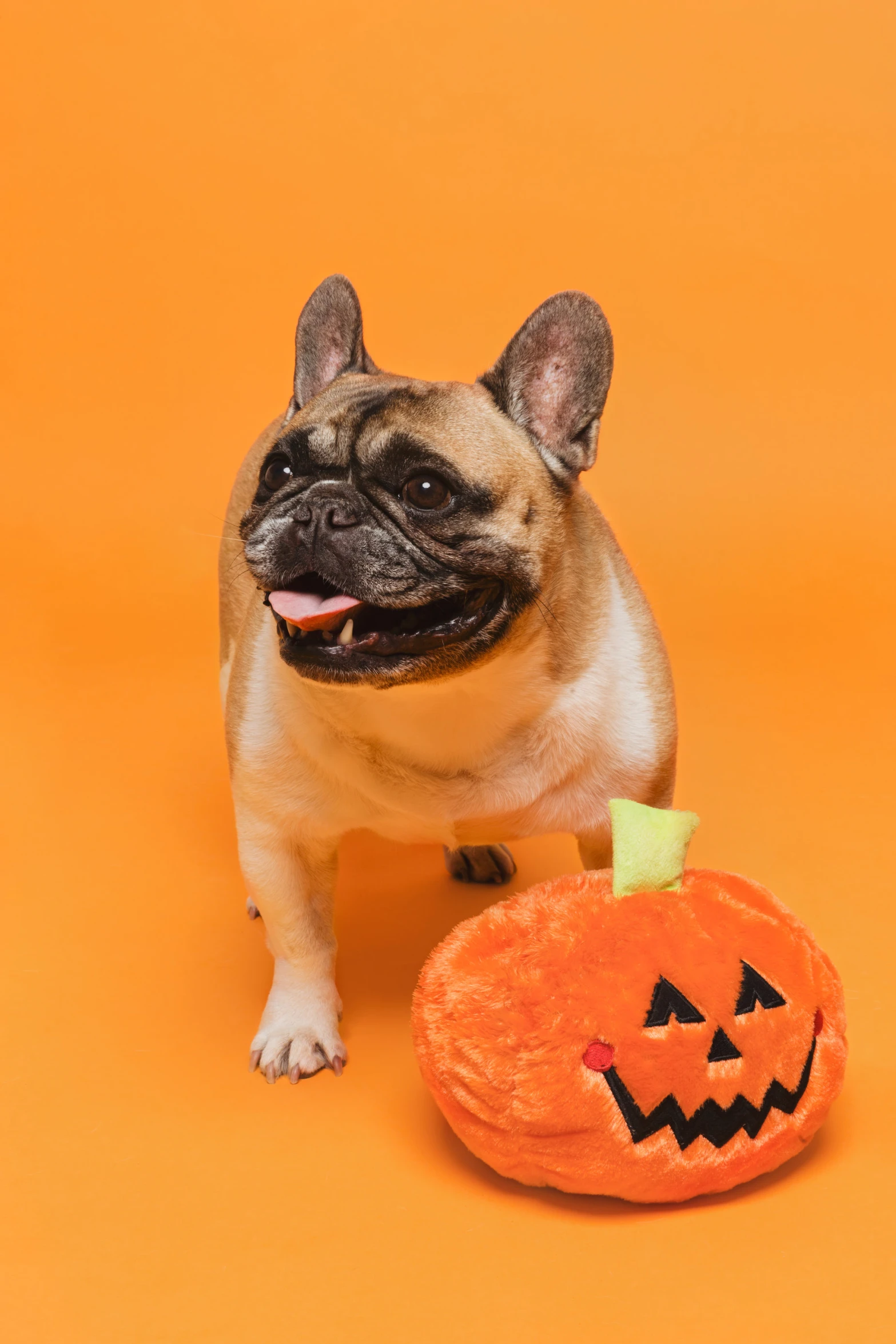 the dog is playing with his toy pumpkin