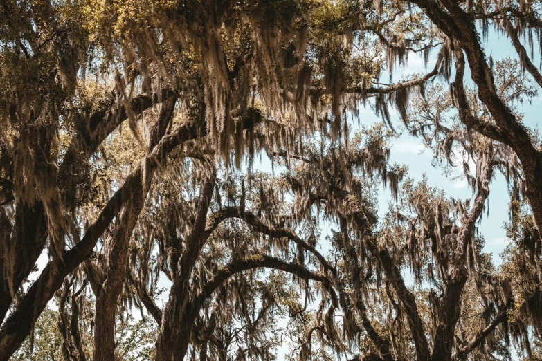 a group of trees that are under some leaves