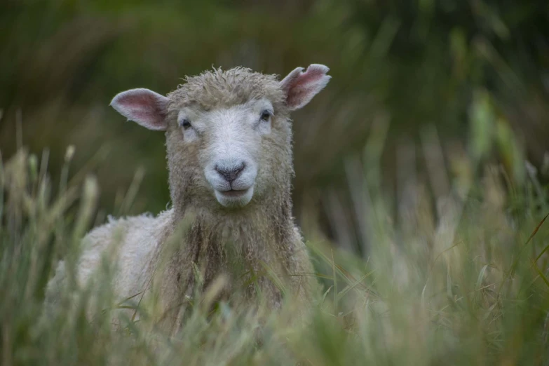 the small white sheep is looking directly at the camera